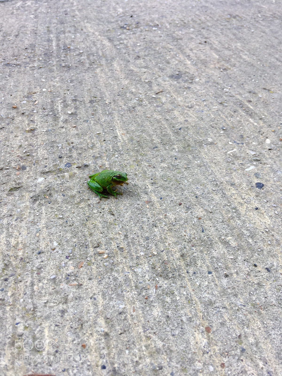 Apple iPhone SE sample photo. Grenouille photography