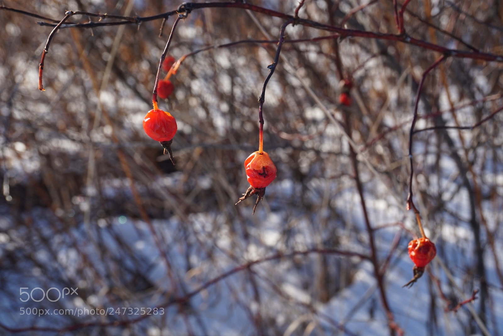 Sony Alpha a5000 (ILCE 5000) sample photo. Untitled photography