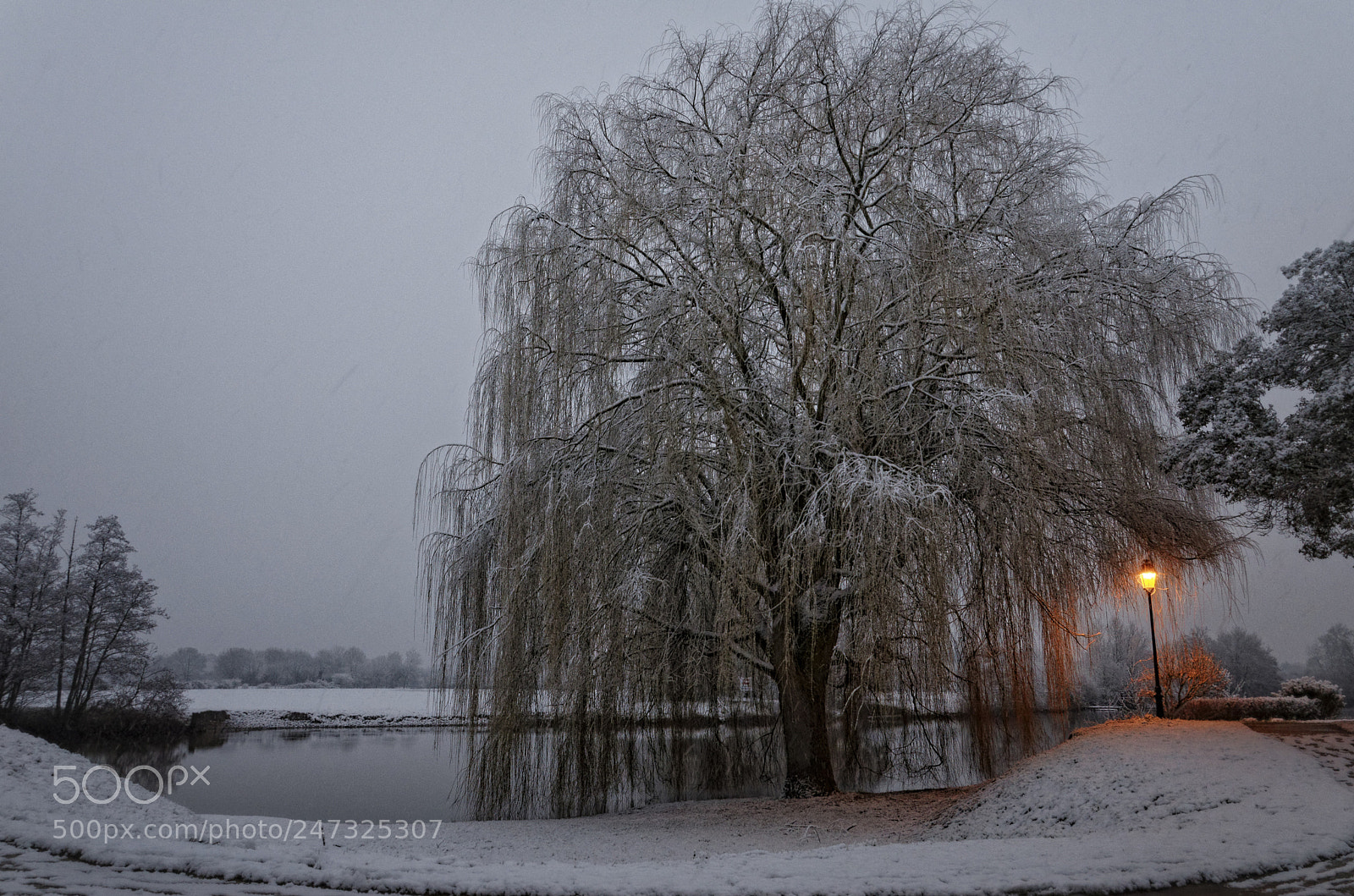 Nikon D5100 sample photo. Saule sous la neige photography