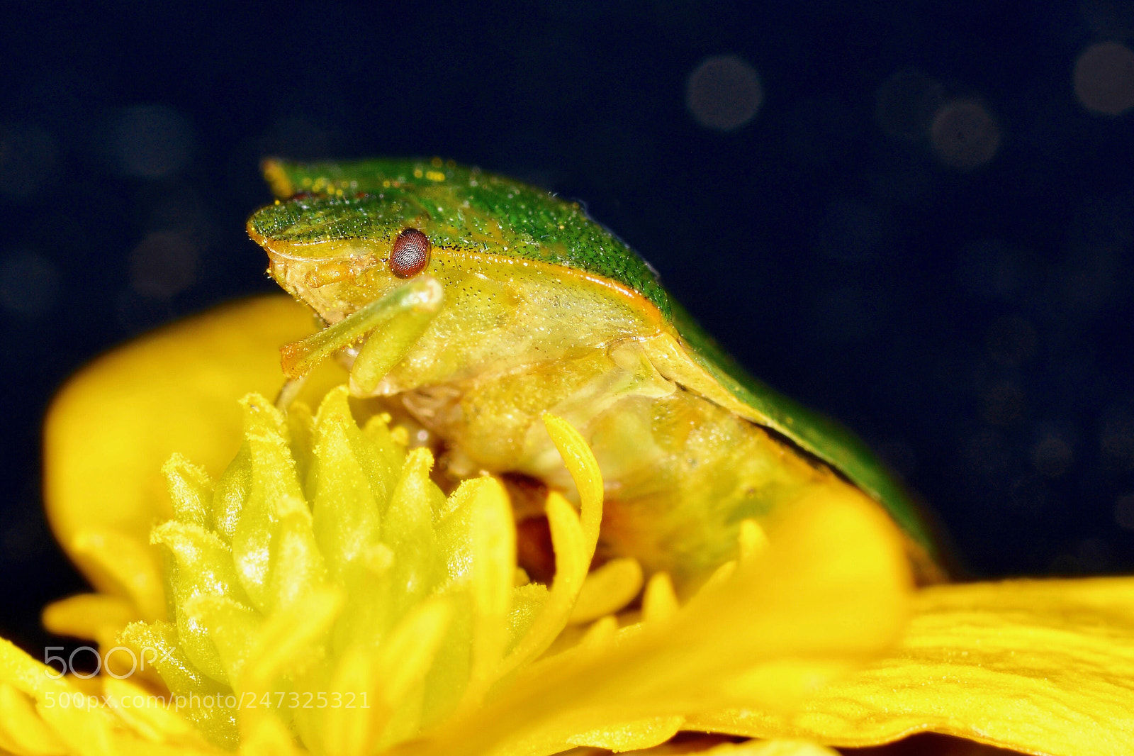 Nikon D5200 sample photo. Alien life at the photography