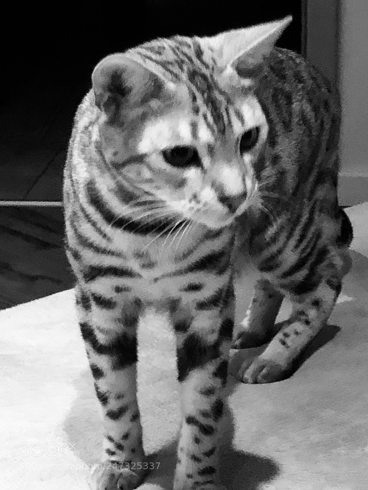 Apple iPhone 8 sample photo. Untitled photography