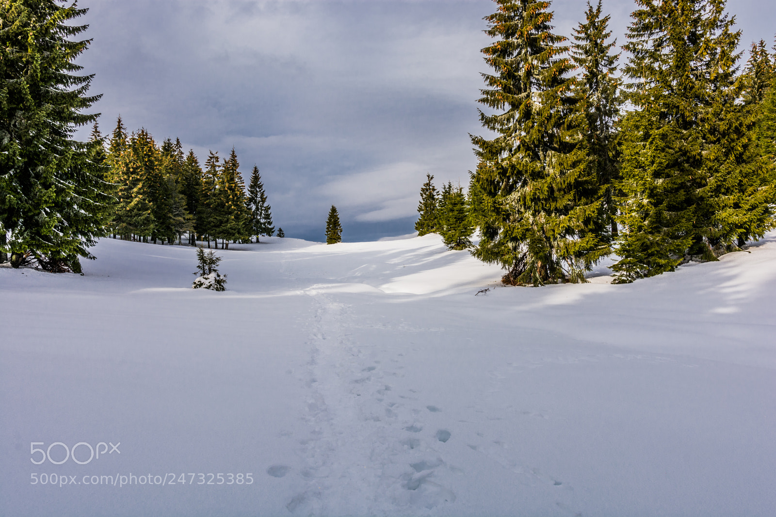 Nikon D7100 sample photo. Trail in the snow photography