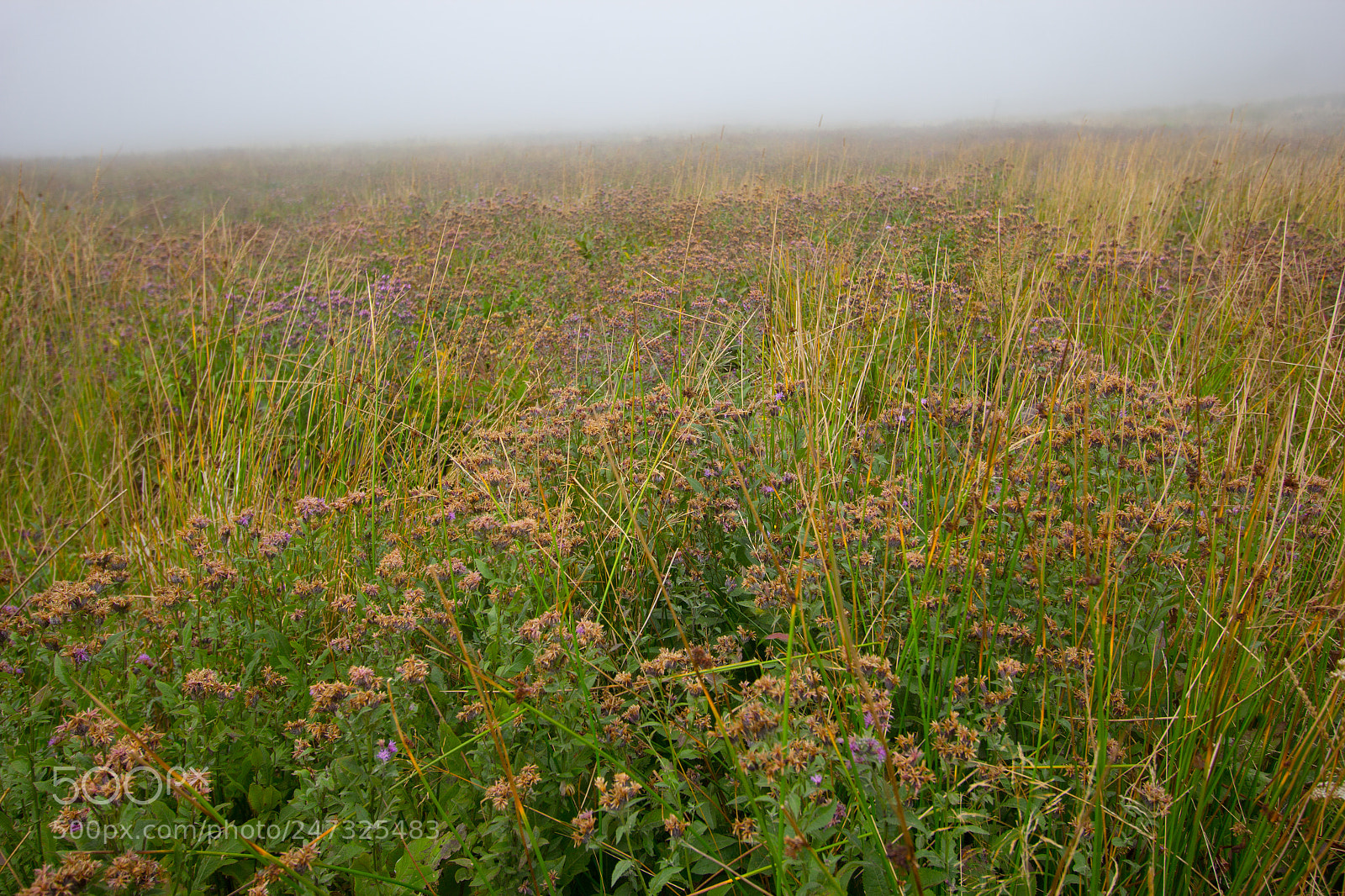 Canon EOS 60D sample photo. Campi nella nebbia photography