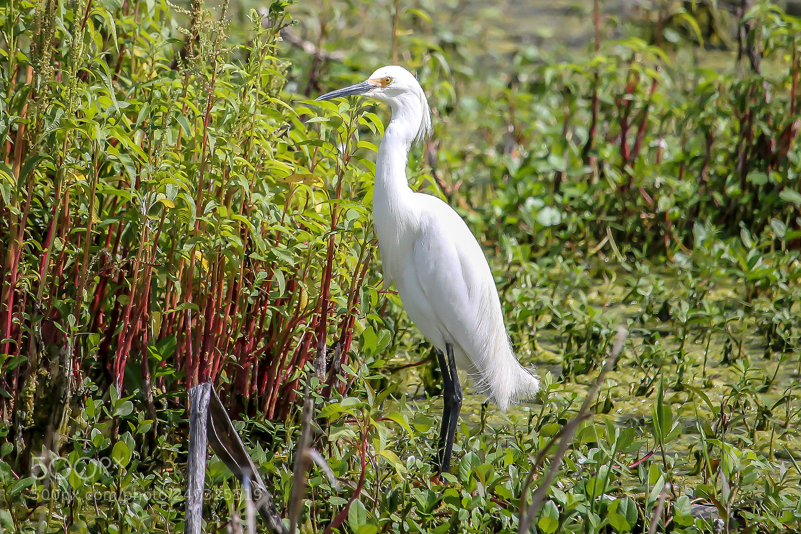 Canon EOS 1100D (EOS Rebel T3 / EOS Kiss X50) sample photo. White wader photography