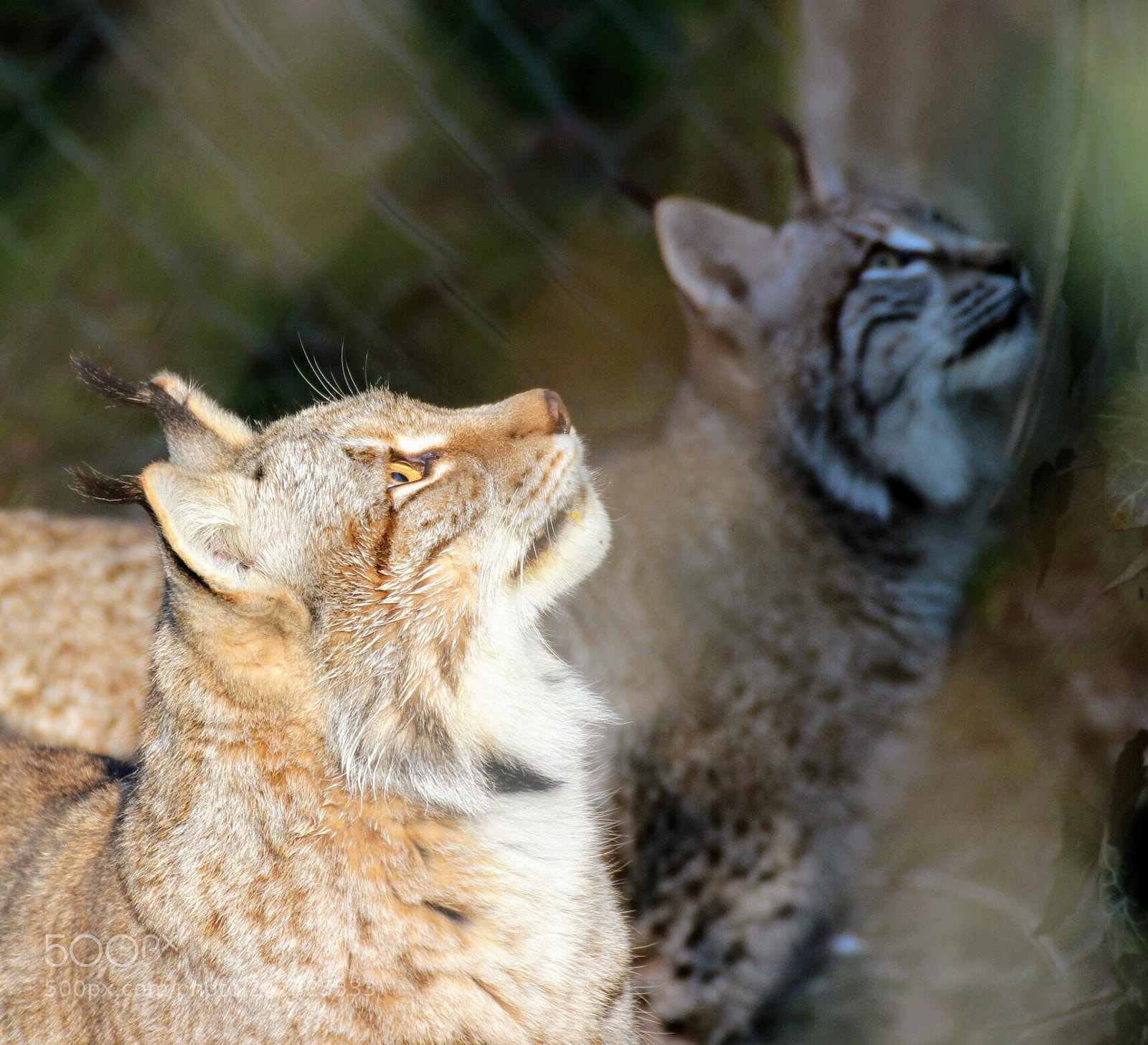 Canon EOS 600D (Rebel EOS T3i / EOS Kiss X5) sample photo. Where is my food? photography