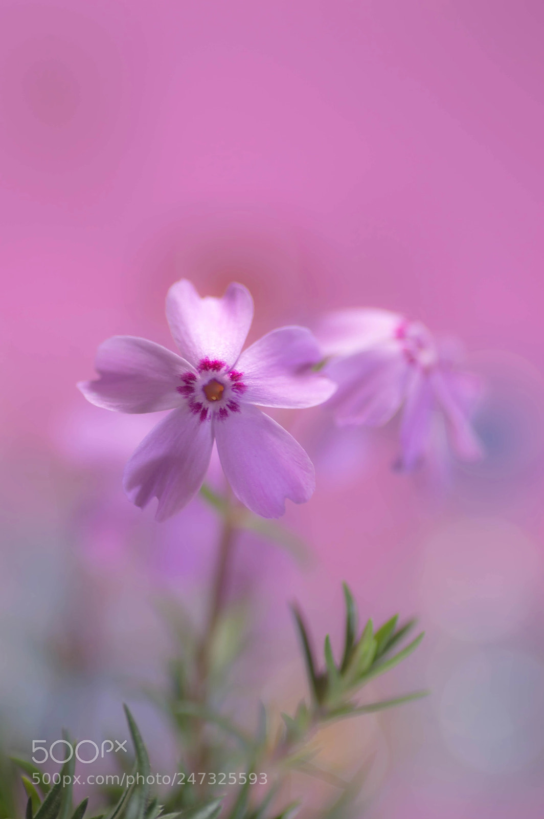 Nikon D3200 sample photo. Sakuradori photography