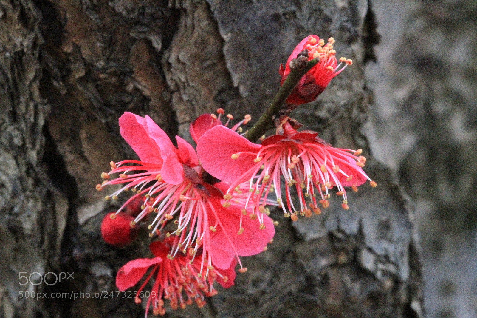 Canon EOS 7D sample photo. Plum photography