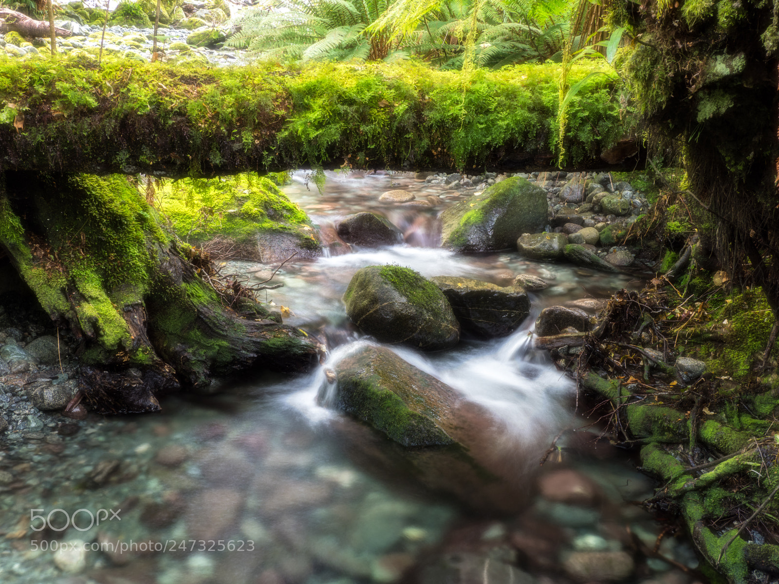 Olympus OM-D E-M1 Mark II sample photo. Mountain stream under mossy photography