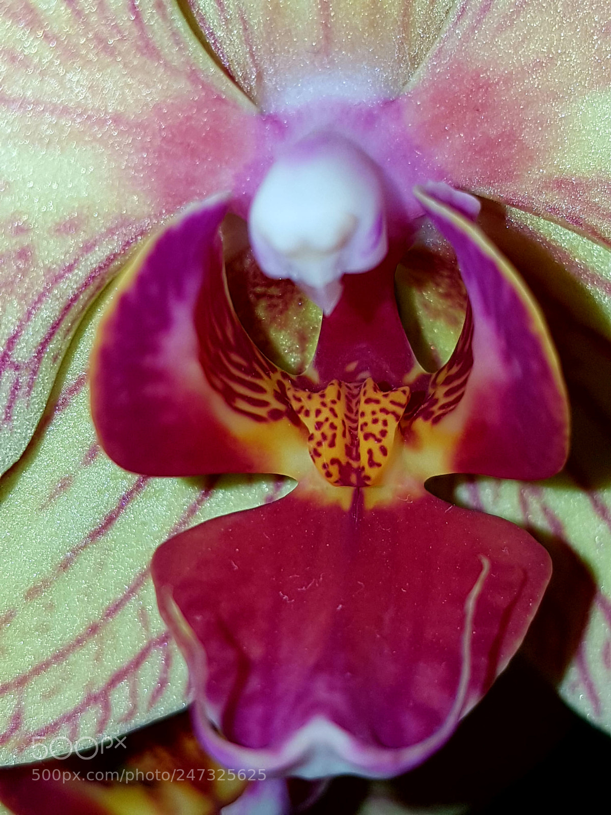 Samsung Galaxy S7 Edge sample photo. Orchidee photography
