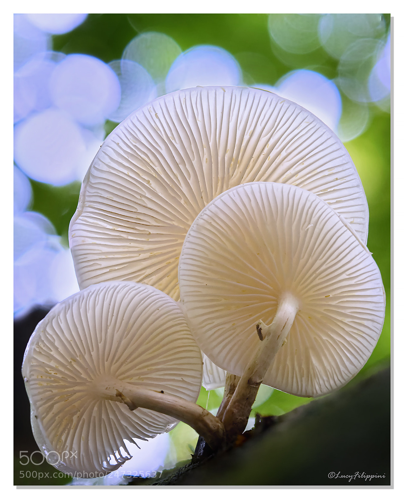 Olympus OM-D E-M1 sample photo. Porcelain fungus .. photography