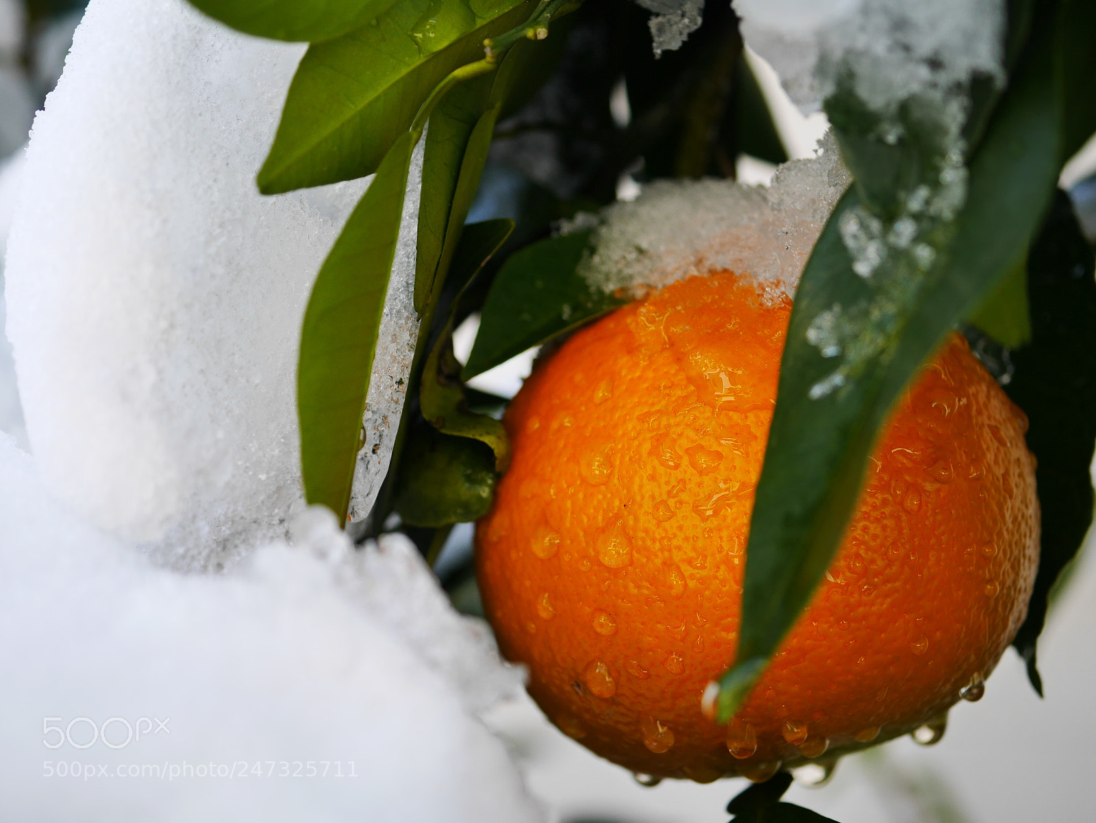 Panasonic Lumix DMC-GF7 sample photo. Japanese cold orange photography