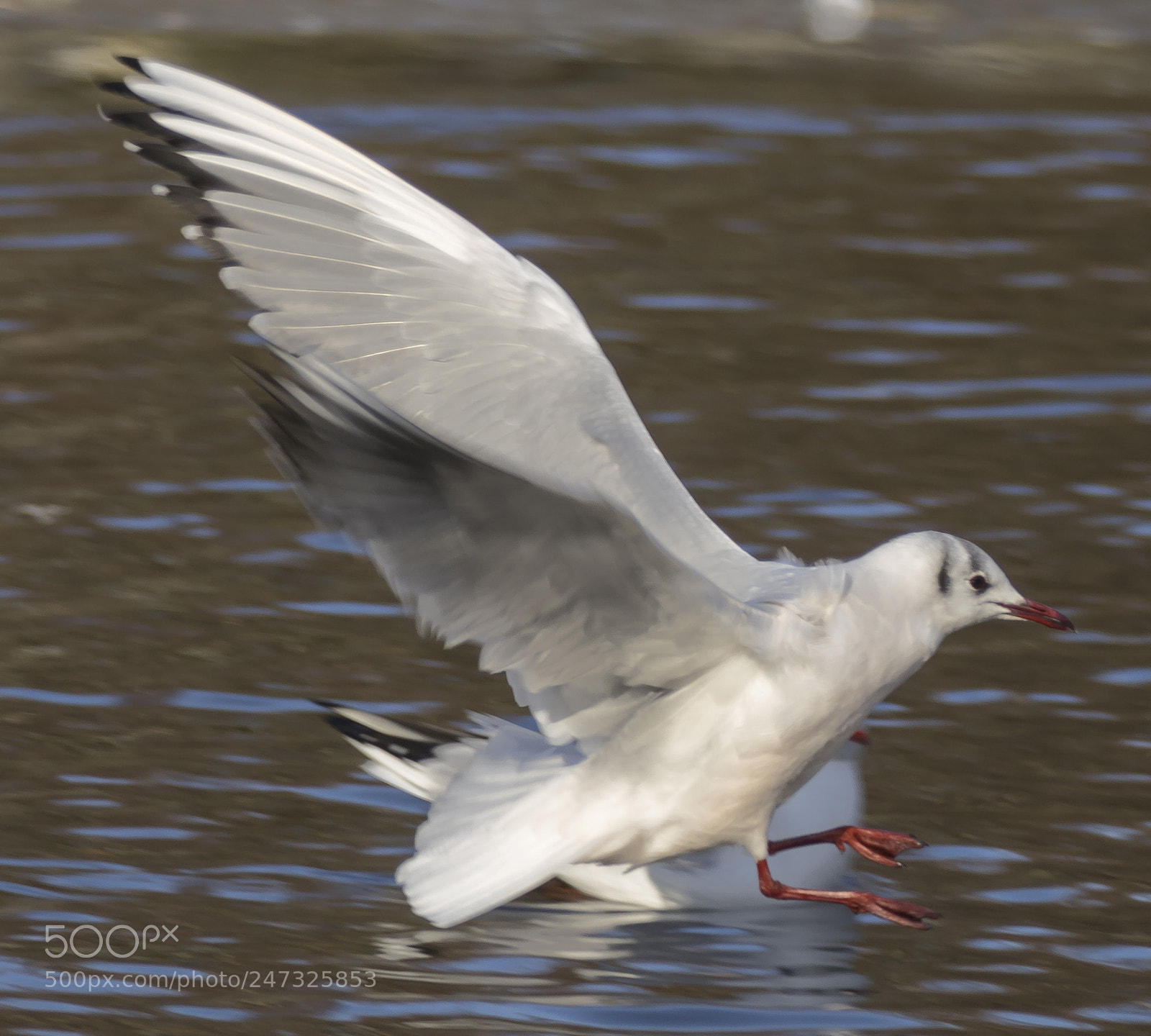 Canon EOS 7D Mark II sample photo. Bird photography