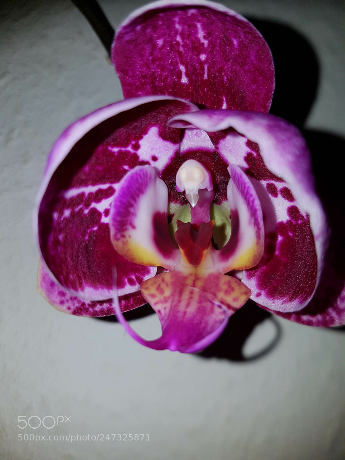 Samsung Galaxy S7 Edge sample photo. Orchidee photography