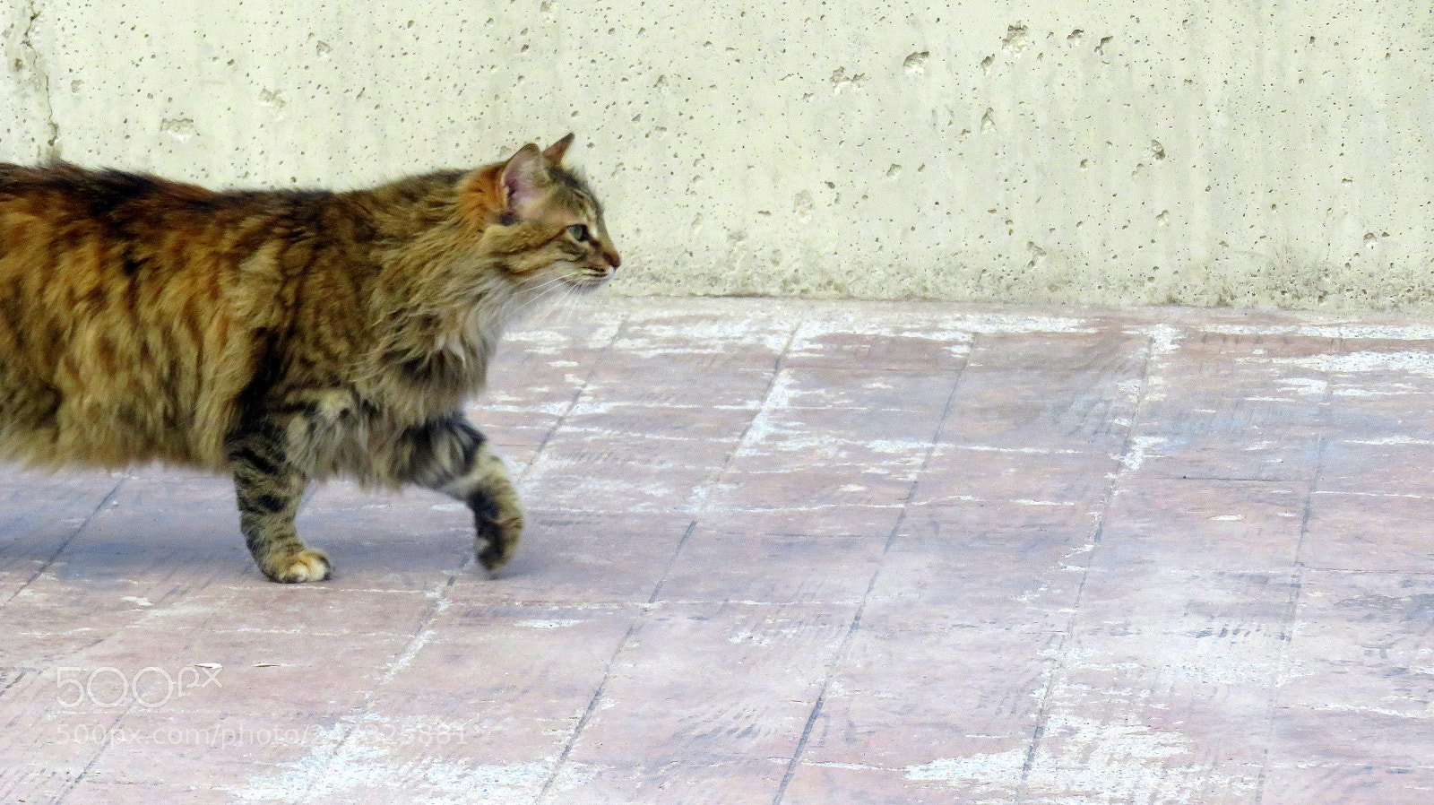 Canon PowerShot SX710 HS sample photo. Img photography