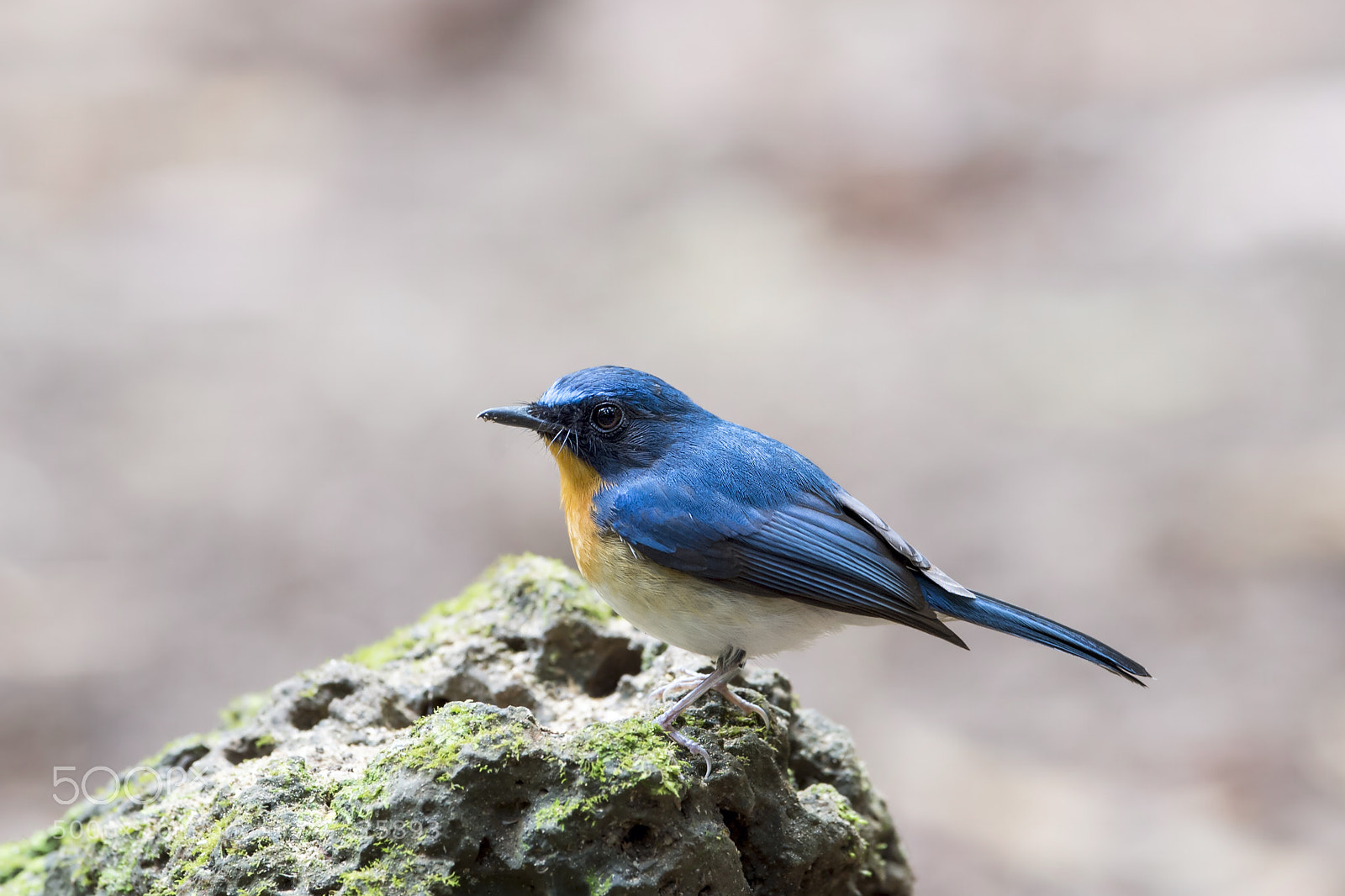 Nikon D4 sample photo. Tickell's blue flycatcher (m) photography