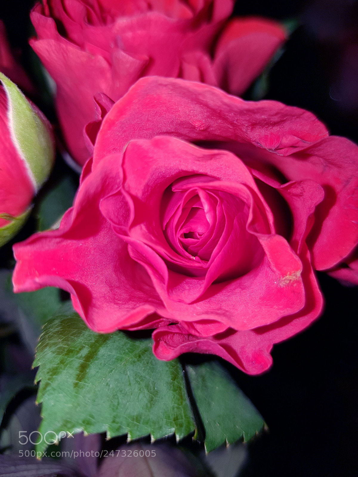 Samsung Galaxy S7 Edge sample photo. Rosa       rose photography