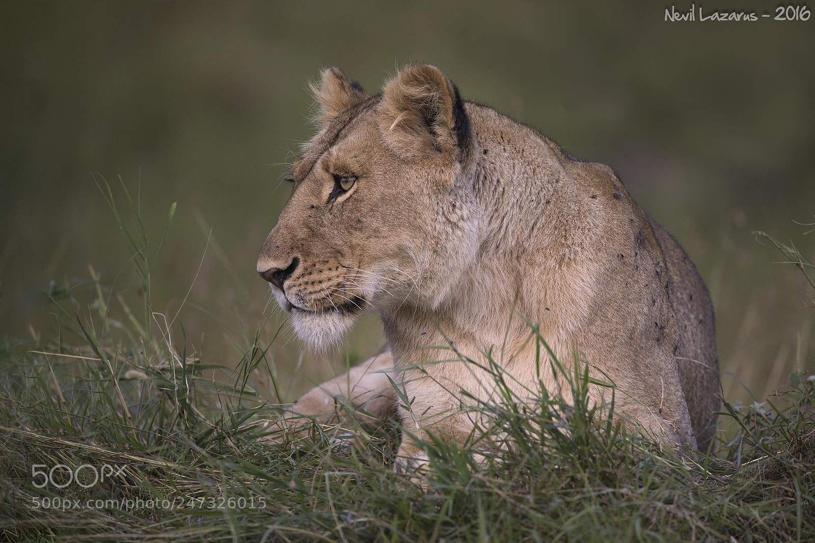 Canon EOS-1D X sample photo. A study of concentration photography
