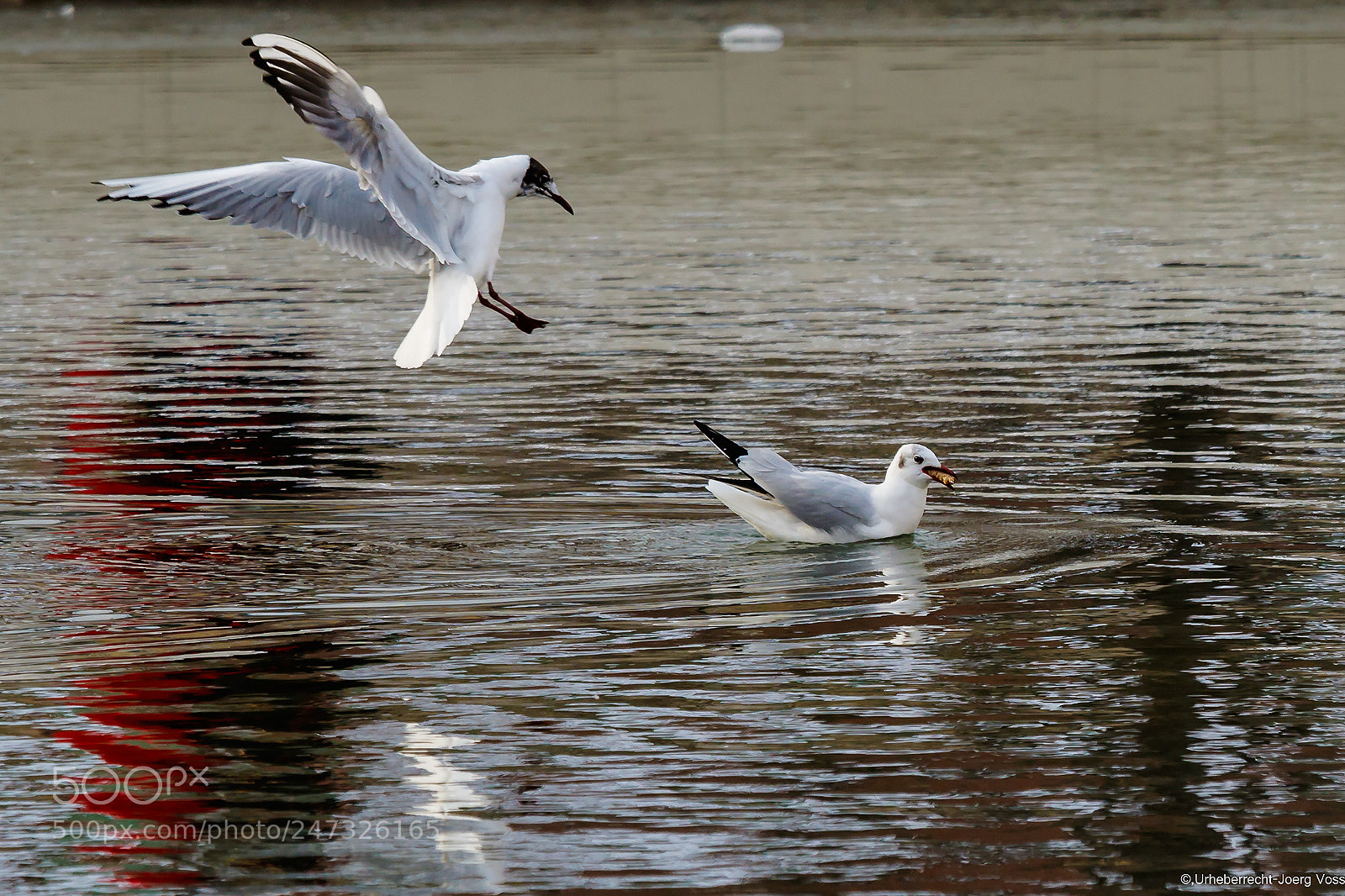 Canon EOS 7D Mark II sample photo. Gulls photography