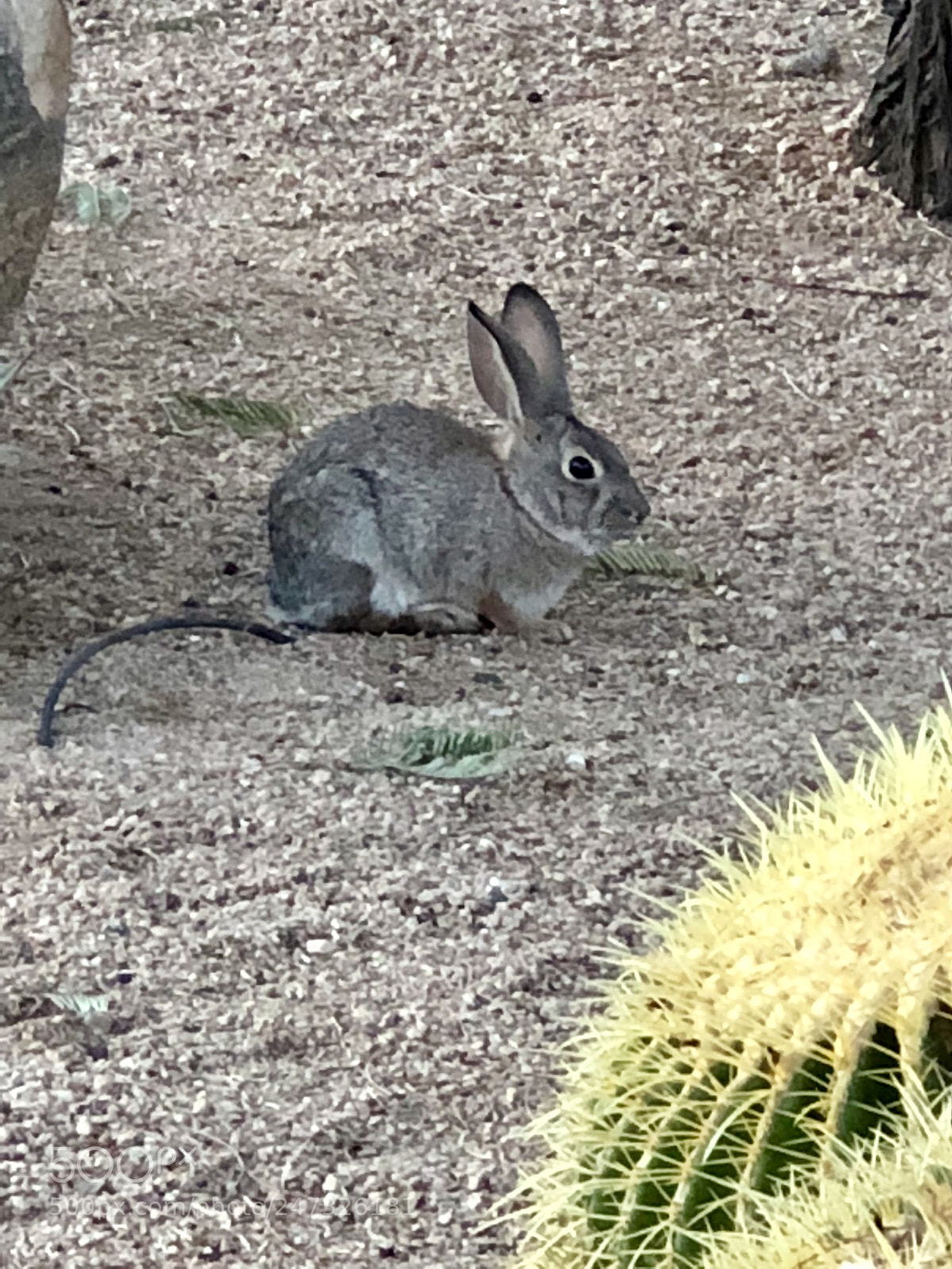 Apple iPhone 8 Plus sample photo. Hopping down the bunny photography