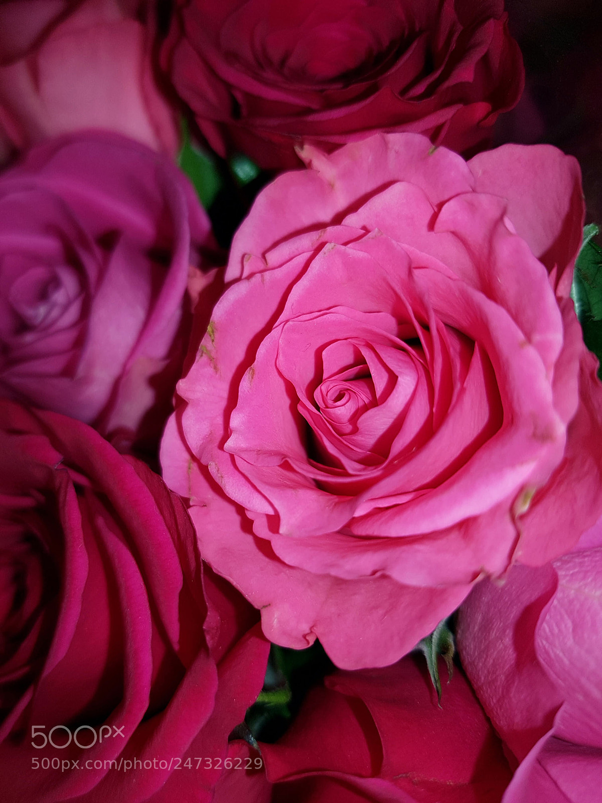 Samsung Galaxy S7 Edge sample photo. Rosa      rose photography