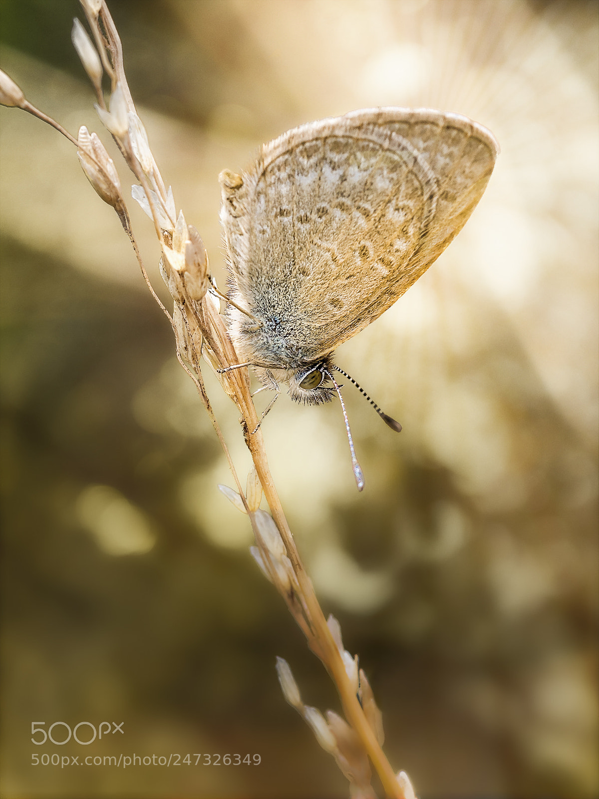 Olympus OM-D E-M5 sample photo. Common grass blue butterfly #9 photography