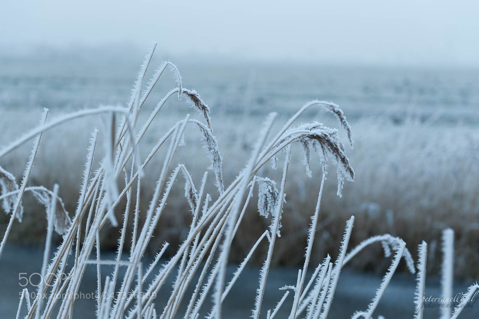 Nikon D700 sample photo. Haw frost photography