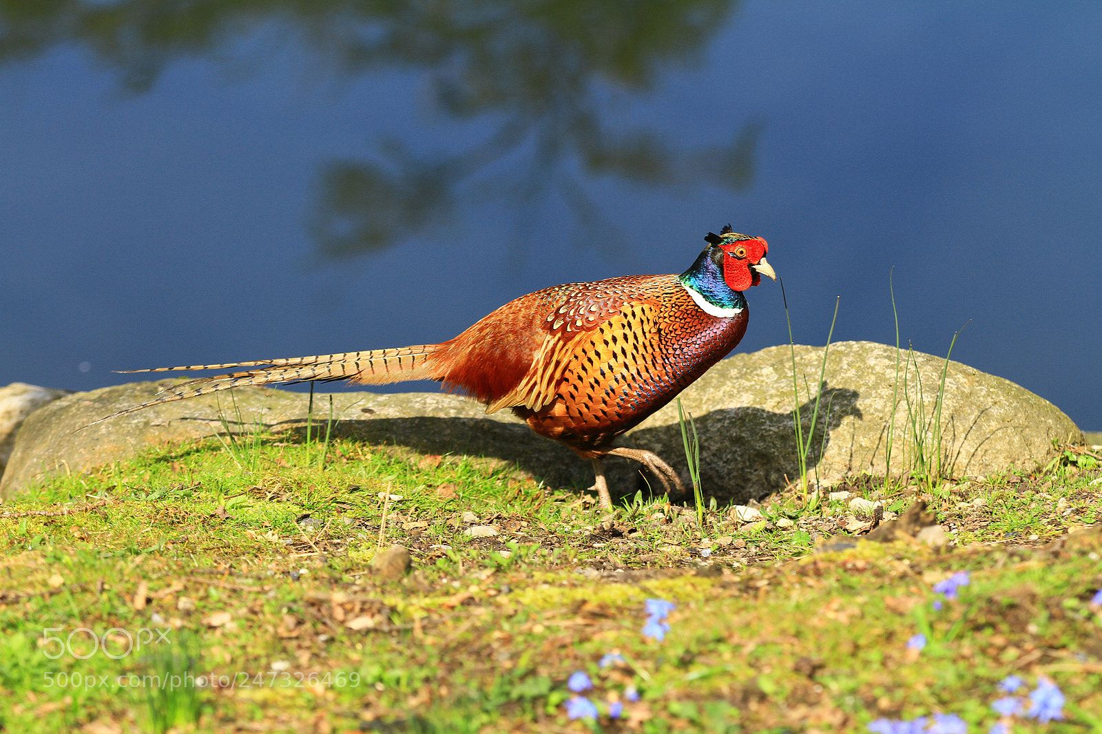 Canon EOS 7D sample photo. Bird photography
