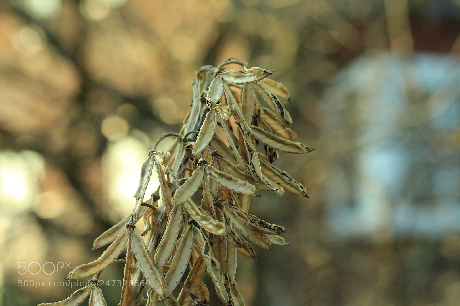 Canon EF-S 60mm F2.8 Macro USM sample photo. Waiting for spring to photography