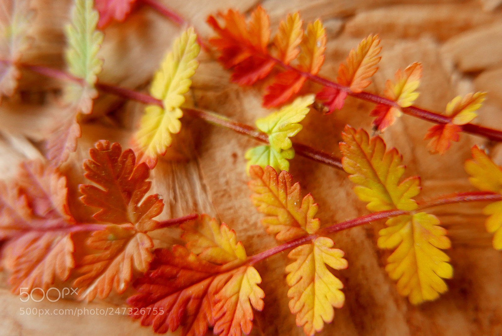 Panasonic Lumix DMC-LX100 sample photo. Orange leafs photography