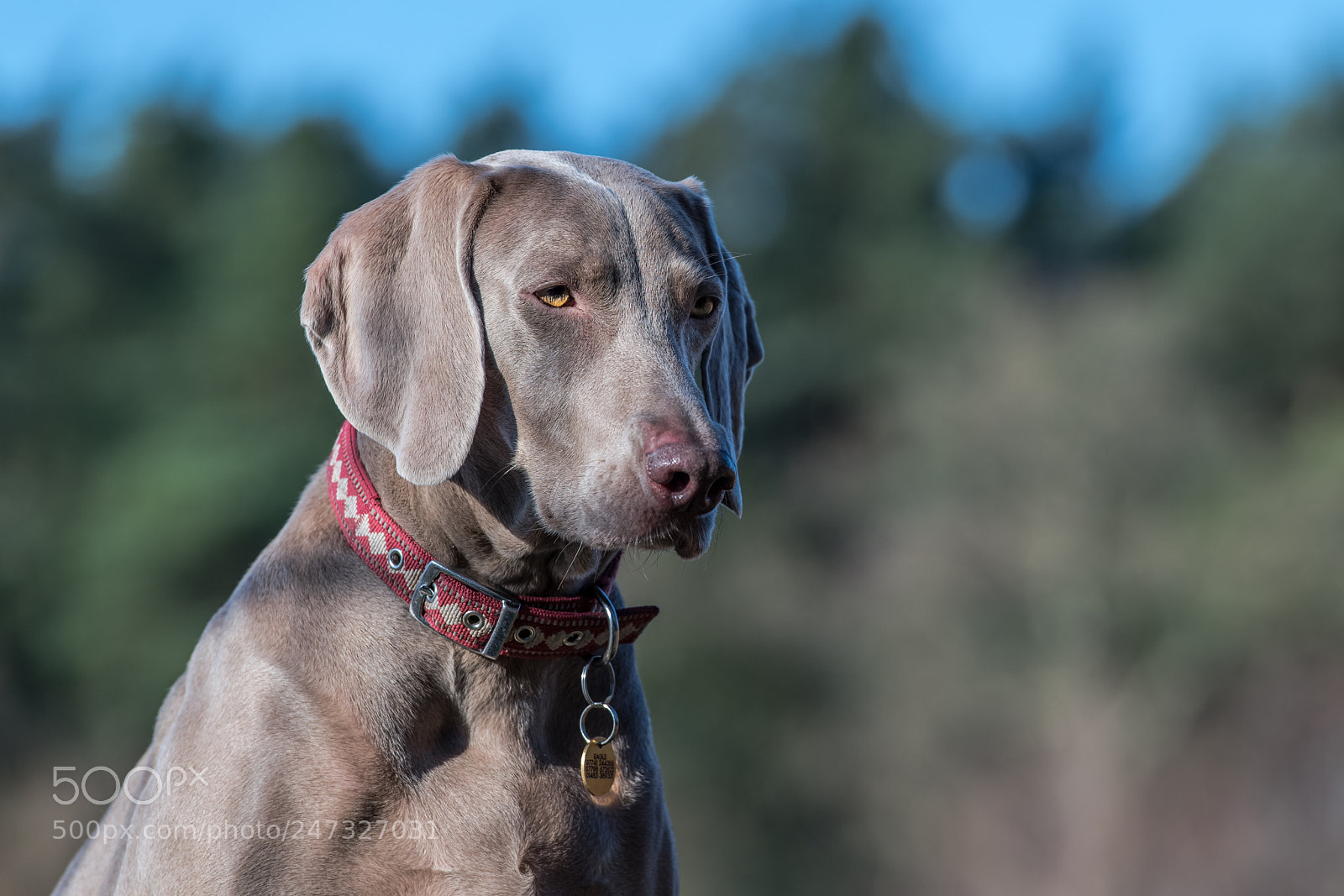 Nikon D850 sample photo. A paws for thought photography