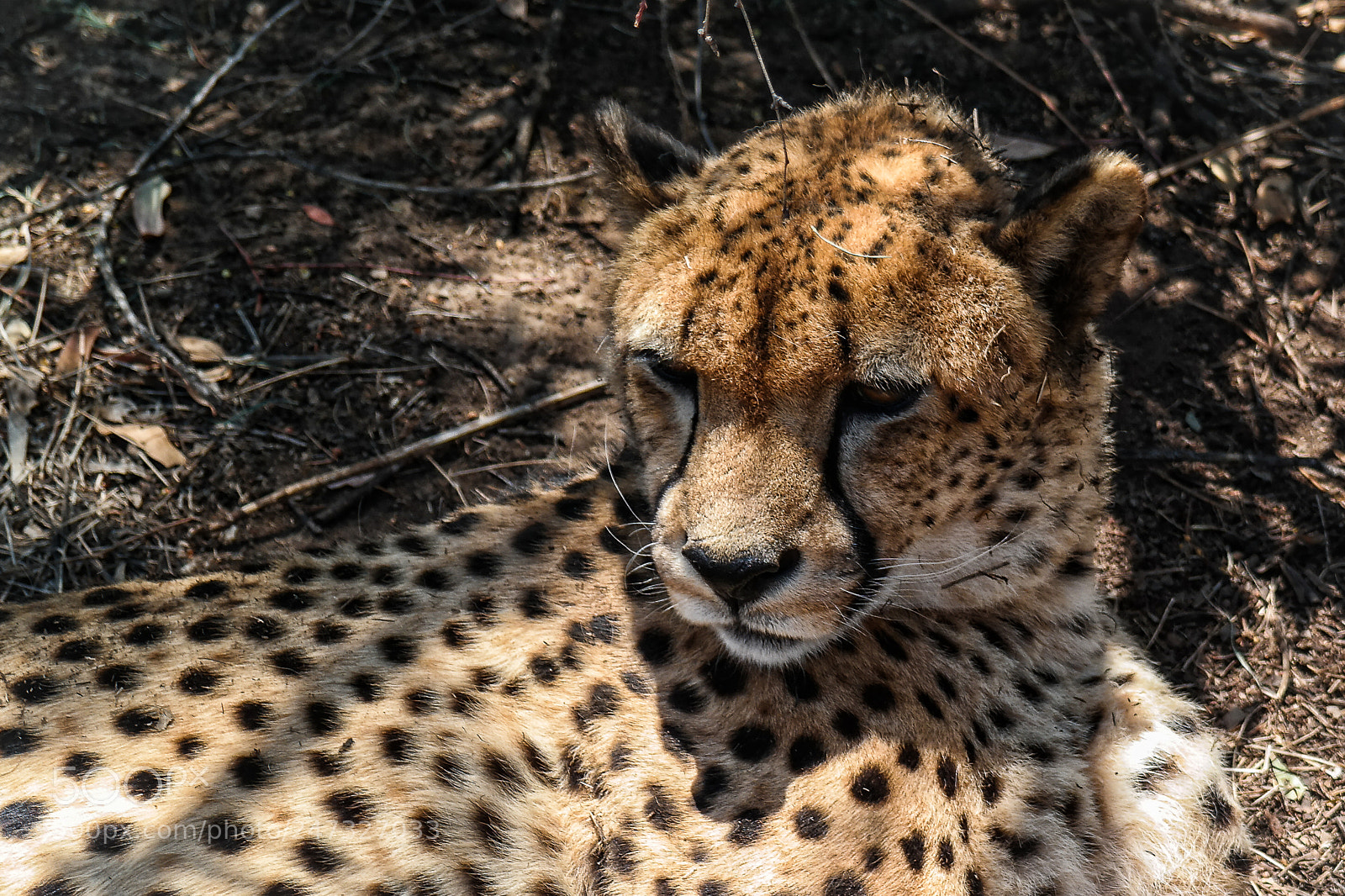 Samsung NX30 sample photo. Predatore a riposo photography