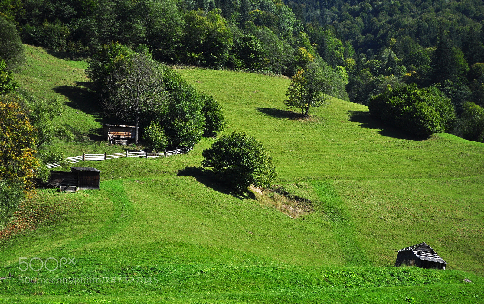 Nikon D5000 sample photo. Emerald photography