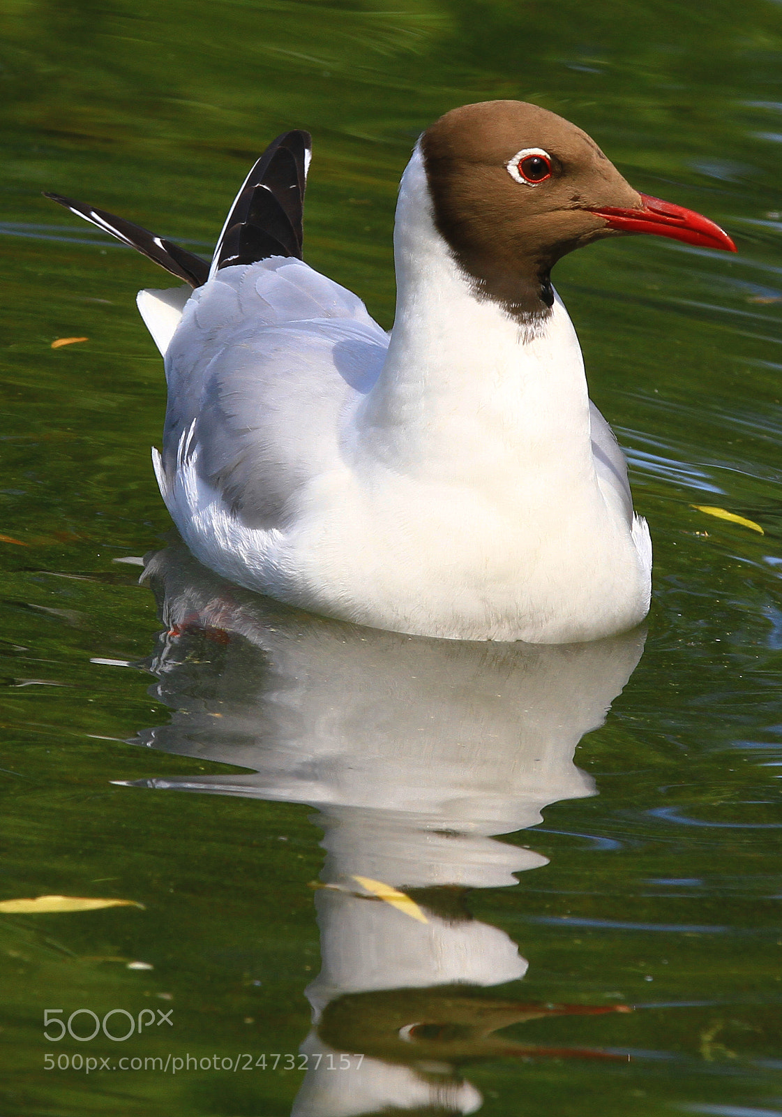 Canon EOS 7D sample photo. Bird photography