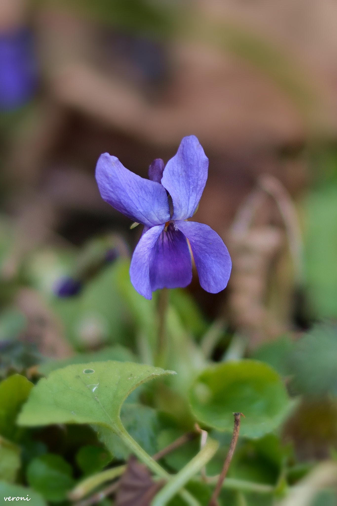 Nikon D3100 sample photo. Violet photography