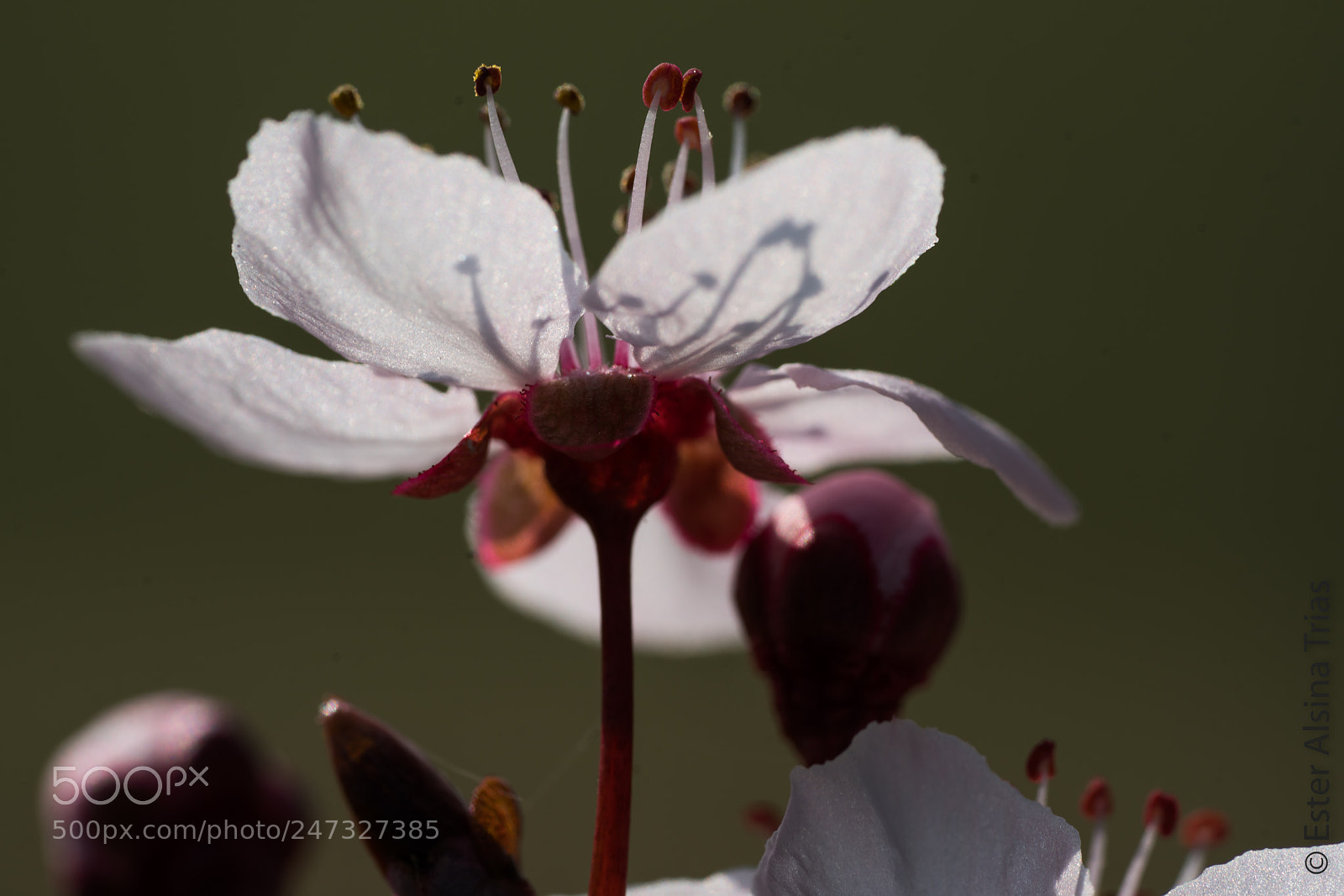 Sony a7R II sample photo. Una flor photography