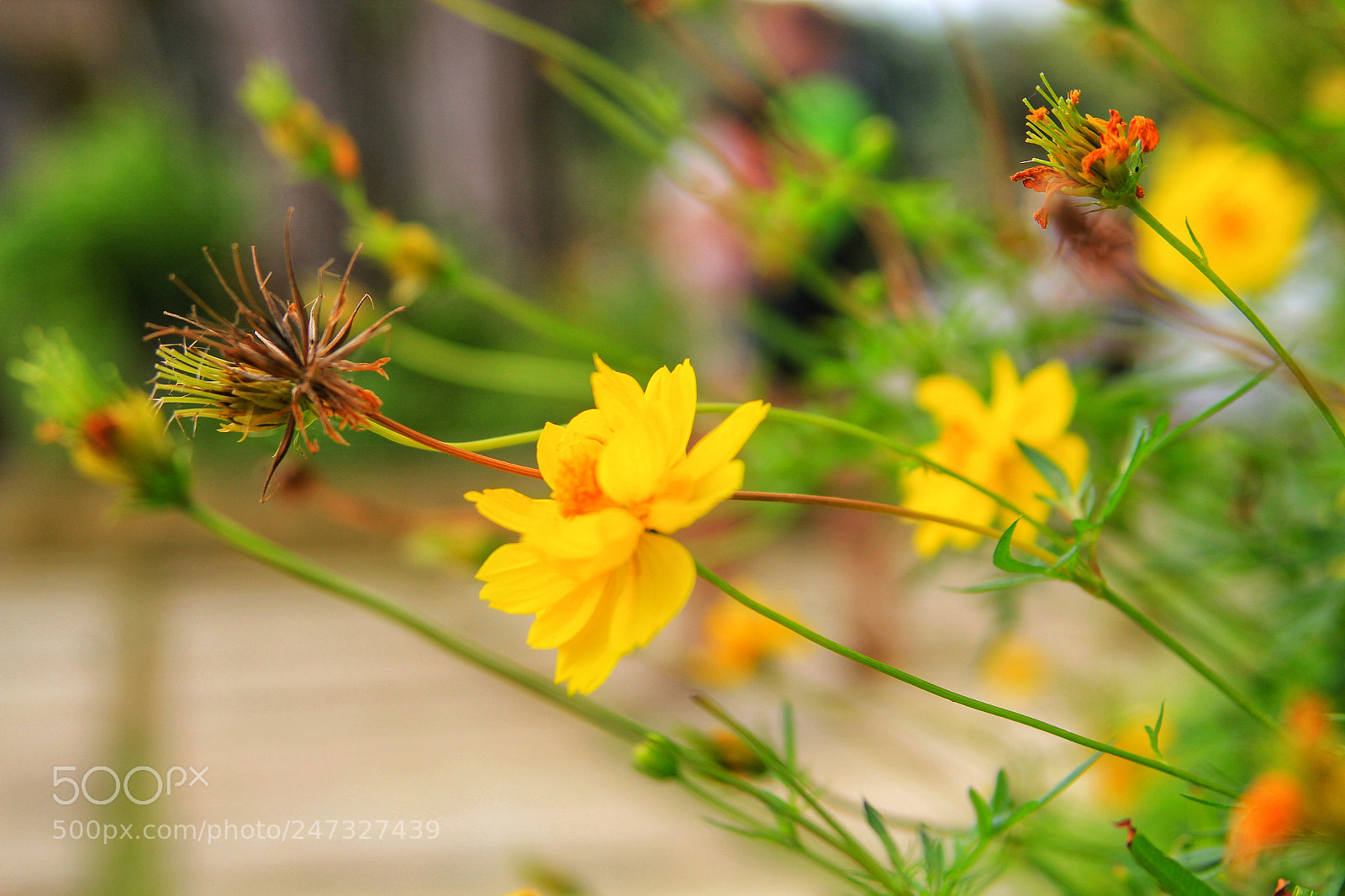 Canon EOS 550D (EOS Rebel T2i / EOS Kiss X4) sample photo. "yellow" 1/3 photography