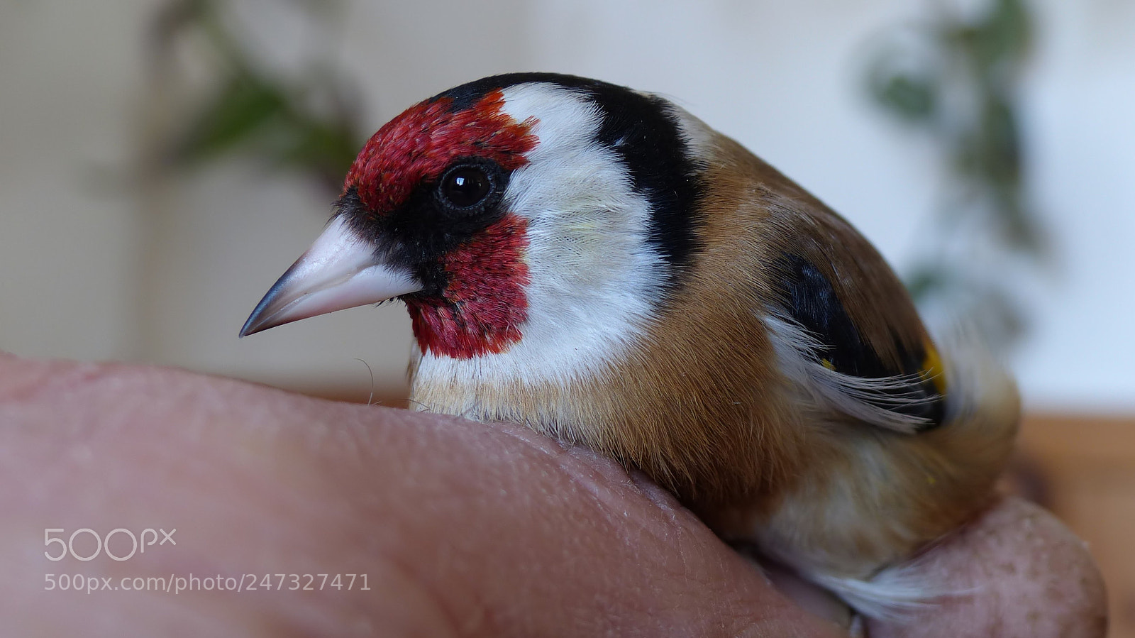 Panasonic Lumix DMC-FZ200 sample photo. Goldfinch photography
