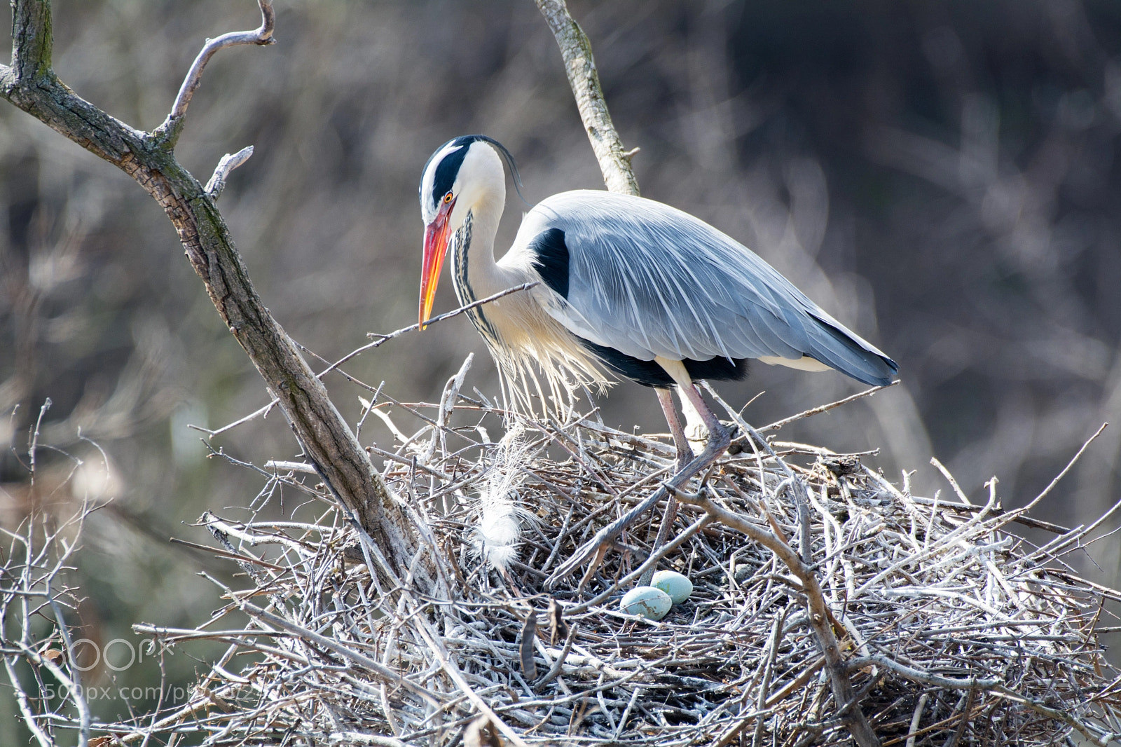Nikon D7100 sample photo. Heron and eggs photography