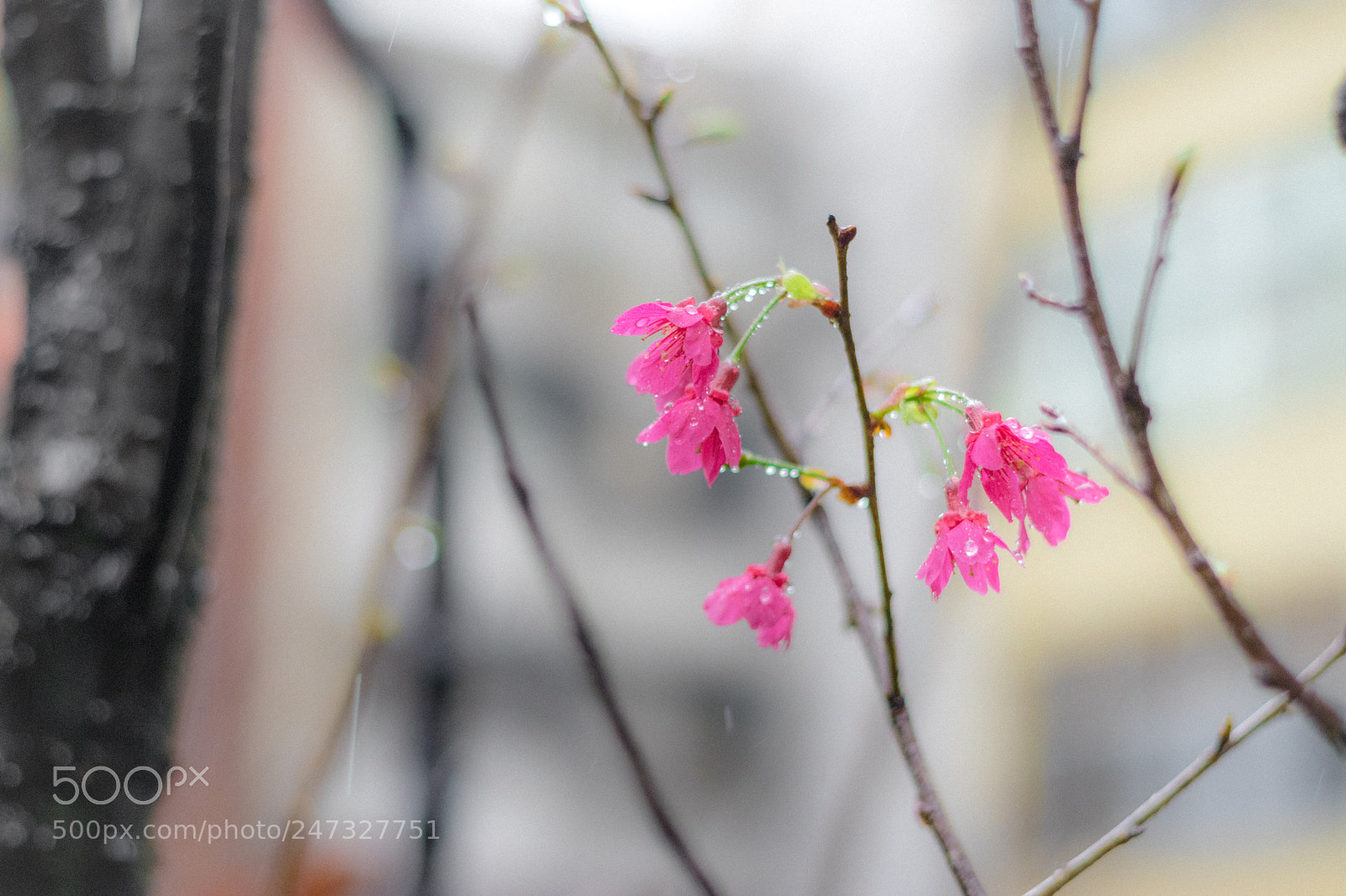Canon EOS 80D sample photo. *** photography
