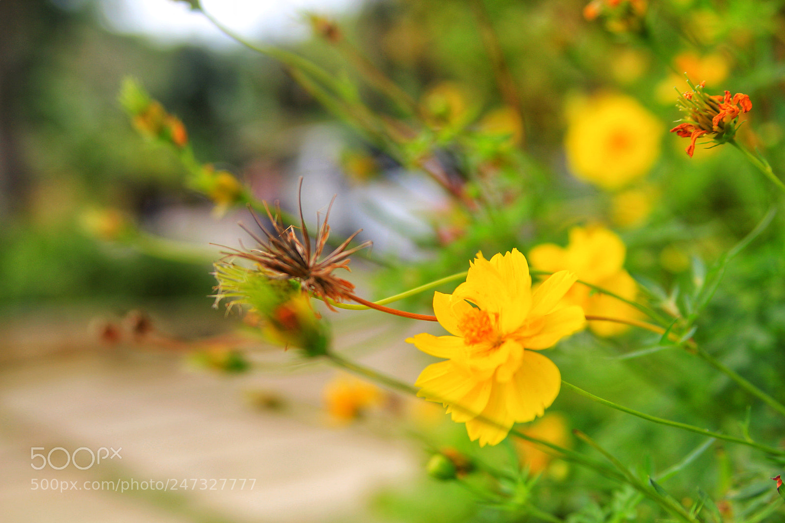 Canon EOS 550D (EOS Rebel T2i / EOS Kiss X4) sample photo. "yellow" 2/3 photography