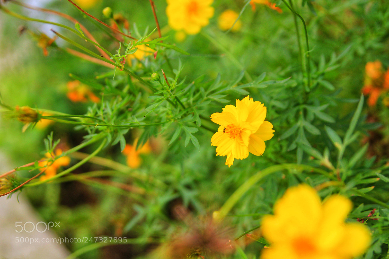 Canon EOS 550D (EOS Rebel T2i / EOS Kiss X4) sample photo. "yellow" 3/3 photography
