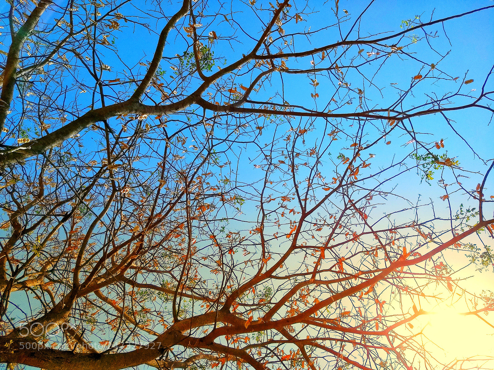Motorola Moto G (5) Plus sample photo. Colorful branches photography