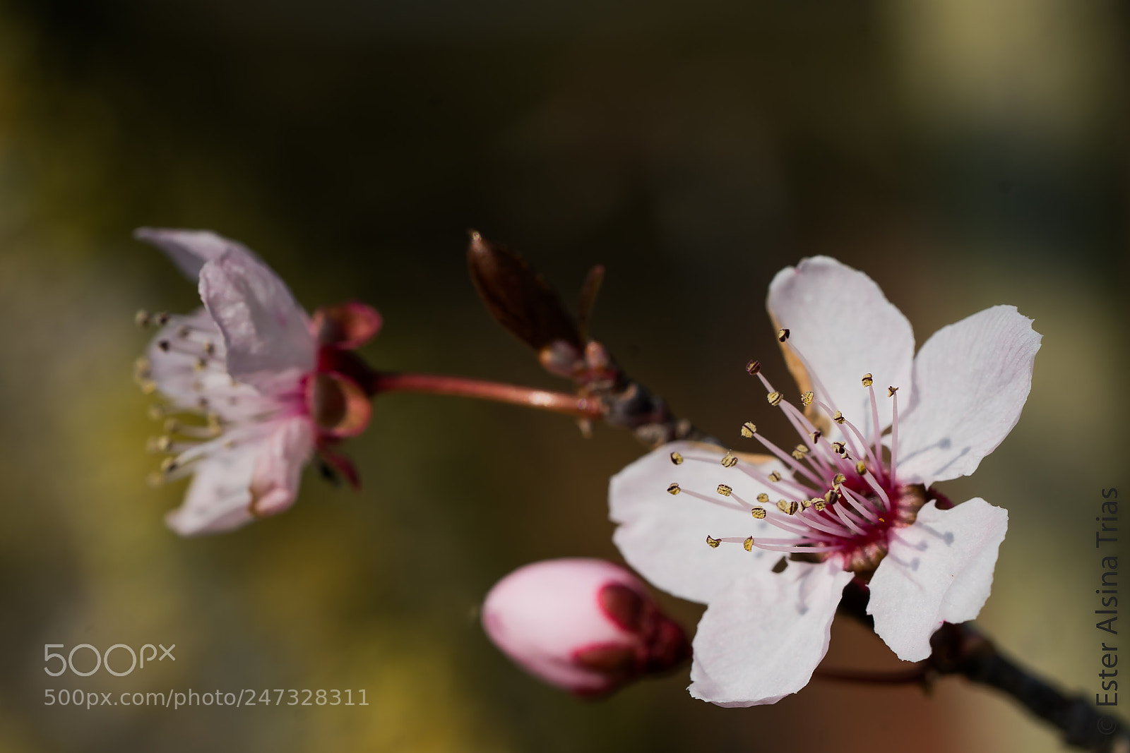Sony a7R II sample photo. Bonita photography