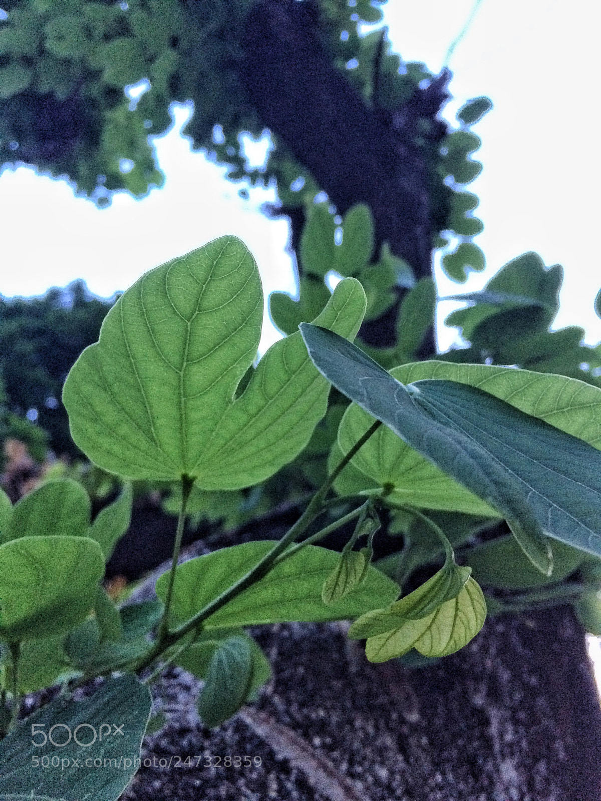 Apple iPhone 5s sample photo. Greenery photography