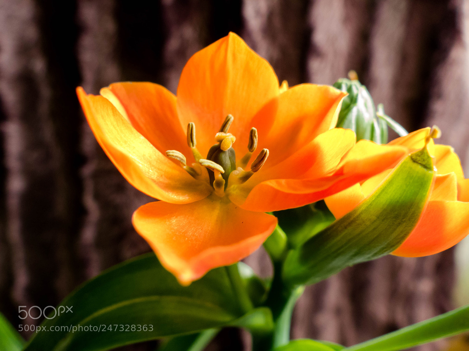 Panasonic Lumix DMC-FZ300 sample photo. Ornithogalum dubium 01 photography