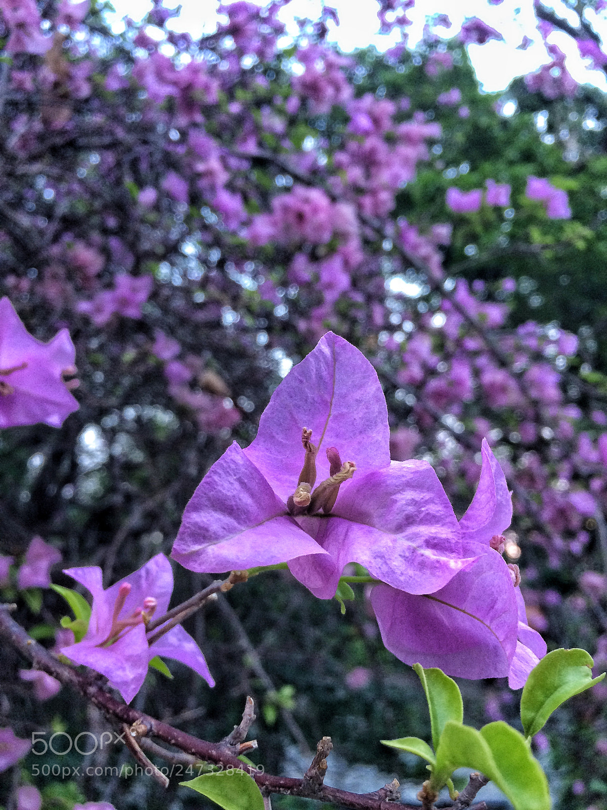Apple iPhone 5s sample photo. I'm just bored as photography