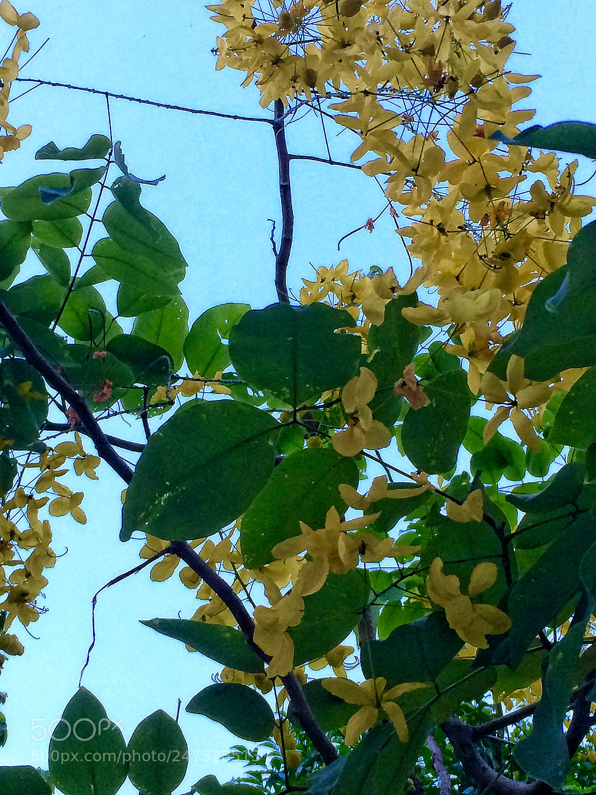 Apple iPhone 5s sample photo. Yellow flower aesthetic photography