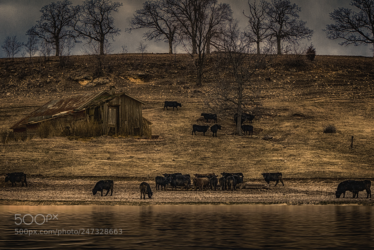 Nikon D200 sample photo. Cattle photography