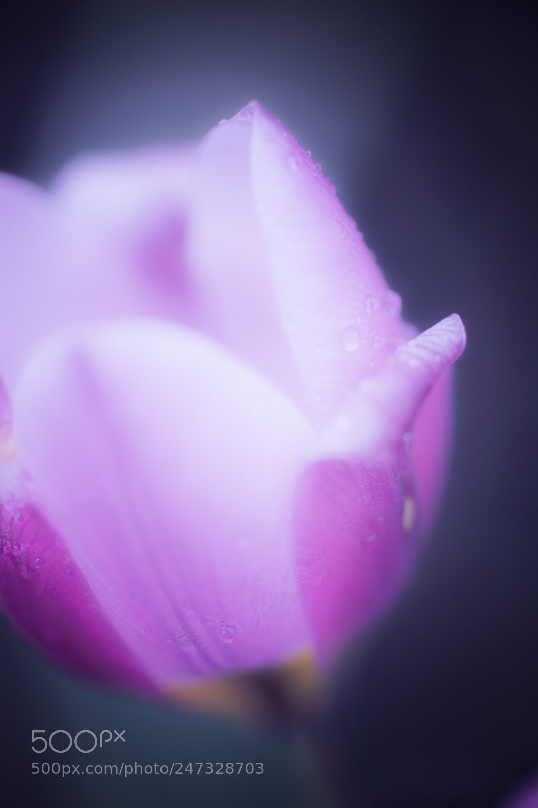 Sony SLT-A99V sample photo. Trance photography