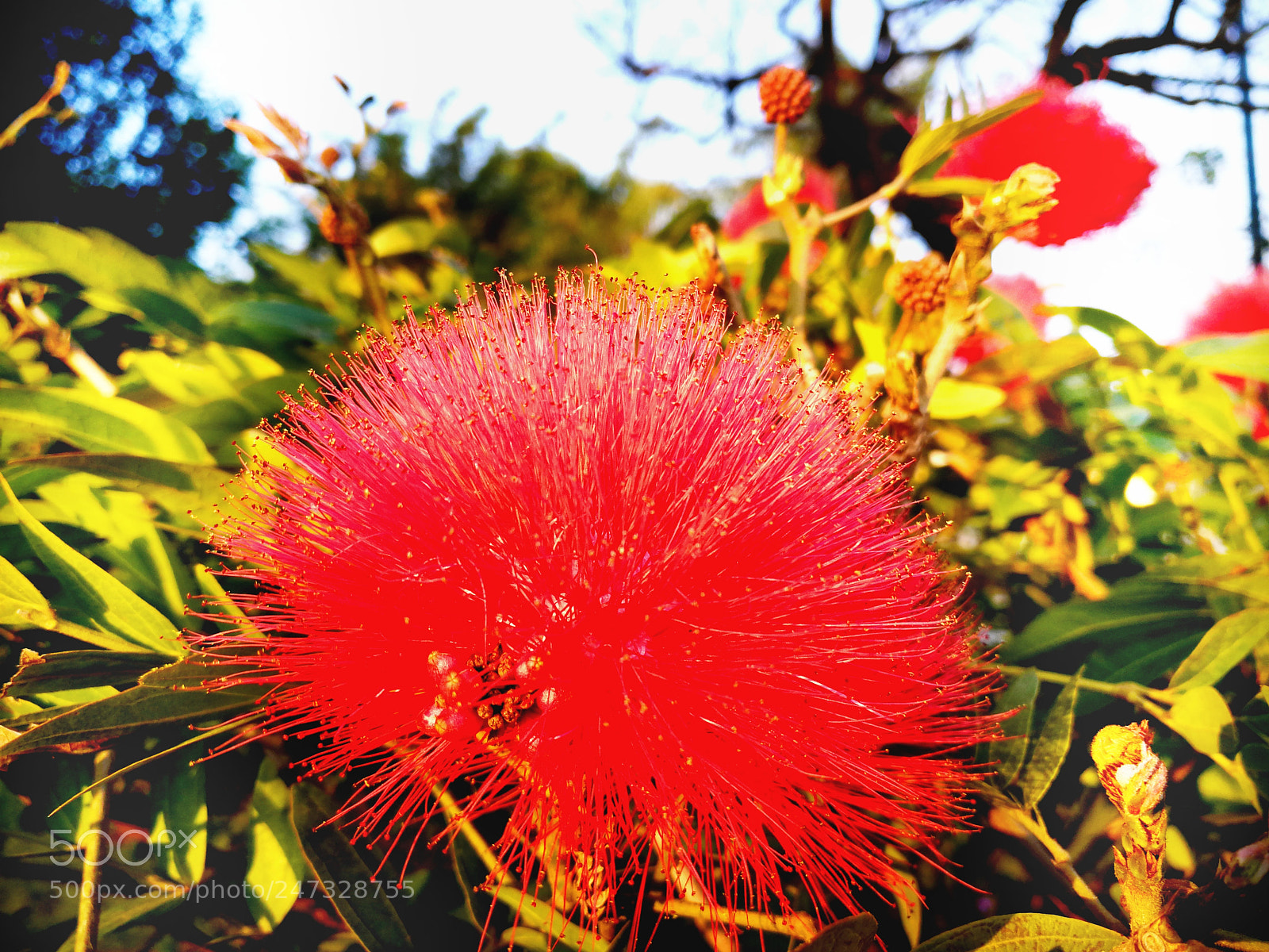 HUAWEI P10 sample photo. Flower in spring photography